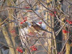 Turdus pilaris