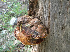 Inocutis tamaricis