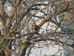 Turdus pilaris