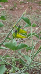 Crotalaria agatiflora
