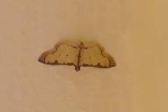 Eulepte