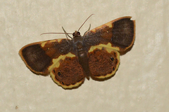 Opisthoxia cassandra