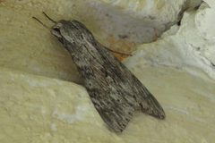 Erinnyis yucatana