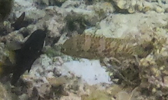 Epinephelidae