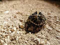 Ceratophrys calcarata