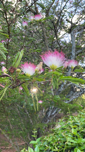 Calliandra, 2025-09-15