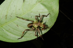 Cosmoderus erinaceus