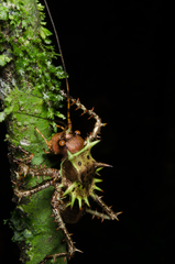 Cosmoderus erinaceus