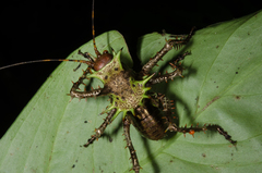 Cosmoderus erinaceus
