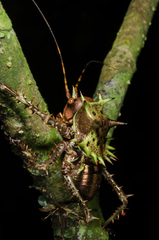 Cosmoderus erinaceus