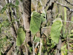 Abutilon auritum