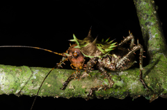 Cosmoderus erinaceus