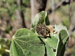 Abutilon auritum