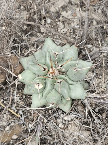 Thelocactus rinconensis