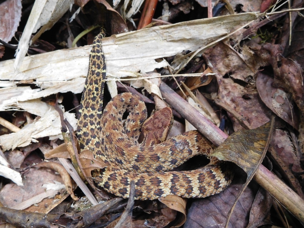 Andean Lancehead (Bothrocophias andianus)