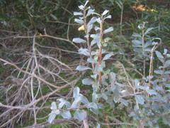 Salix repens argentea