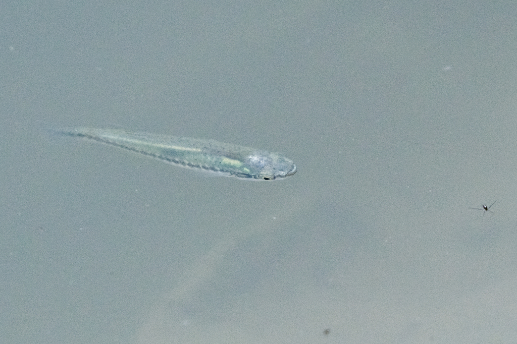 Blackstripe topminnow (Fundulus notatus) — Fundulidae