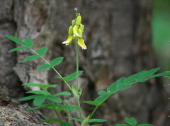 Astragalus umbellatus