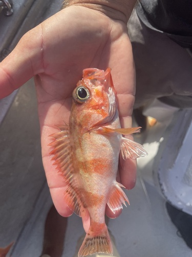 Olive-backed rockfish (Sebastes saxicola) — Sebastidae — 5