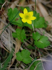 Anemonastrum richardsonii