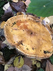 Basidiomycota
