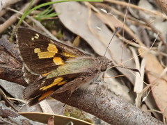 Trapezites phigalioides