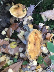 Basidiomycota