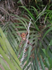 Argiope appensa