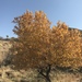 Populus euphratica - Photo (c) a_pine_line, algunos derechos reservados (CC BY-NC), uploaded by a_pine_line