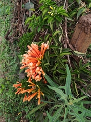 Pyrostegia venusta image