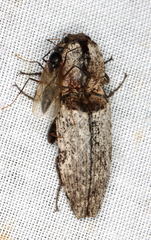 Cryptalaus prosectus