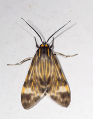 Eucereon costulata