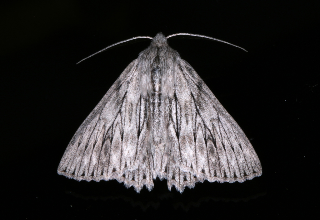 Cyneoterpna wilsoni