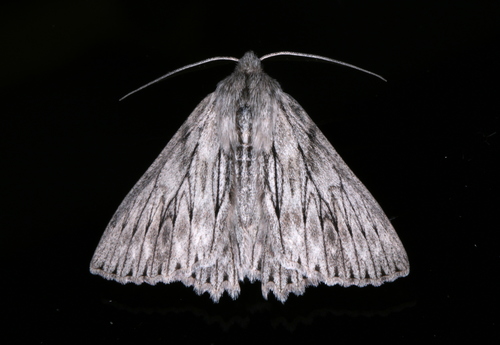 Cyneoterpna wilsoni · iNaturalist