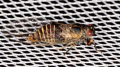 Popplepsalta notialis