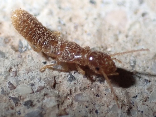 Desert Subterranean Termite photo 6