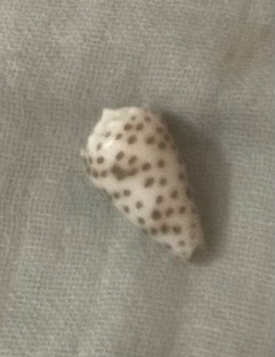 Conus pulicarius observed 2025-09-16