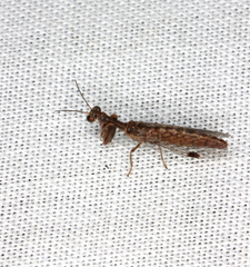 Theristria stigma