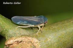 Agalliina