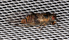 Popplepsalta notialis