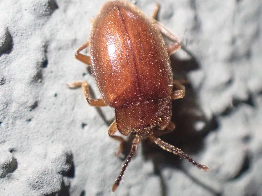 Epipocus unicolor