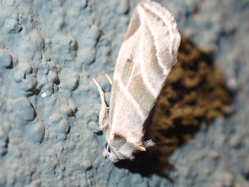 Plagiomimicus tepperi photo 4