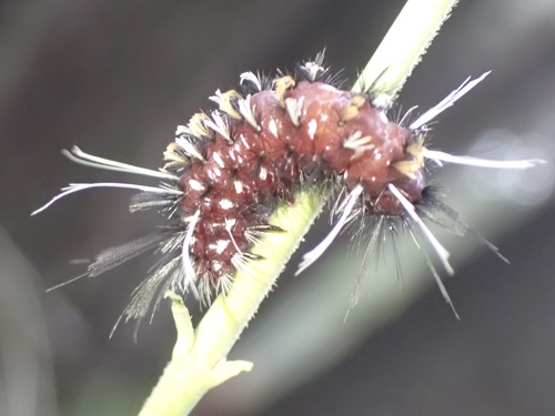 Euchaetes antica photo 4