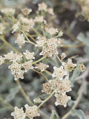 Parthenium argentatum, photograph 3