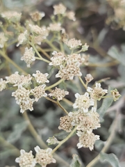 Parthenium argentatum, photograph (c) Liliana Ramírez-Freire, some rights reserved (CC BY)