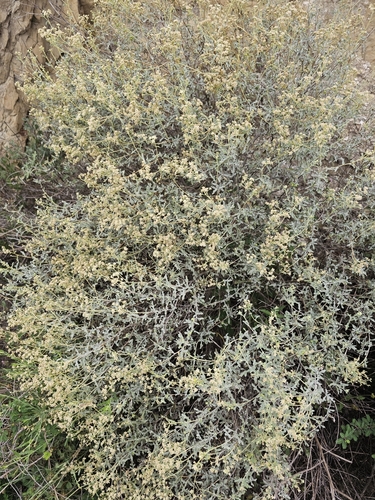Parthenium argentatum, photograph 4