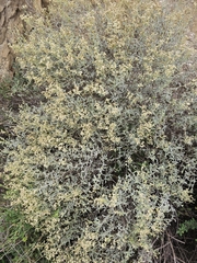 Parthenium argentatum, photograph (c) Liliana Ramírez-Freire, some rights reserved (CC BY)