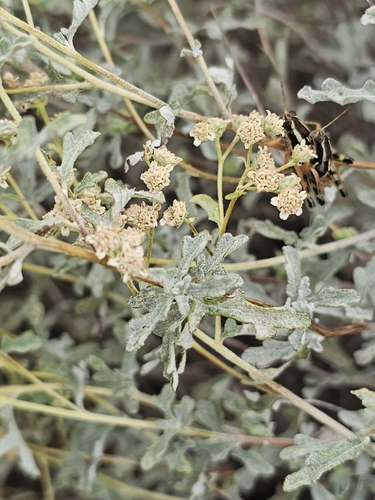 Parthenium argentatum, photograph 5