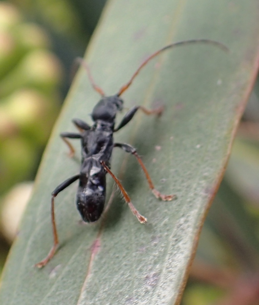 Ochyra