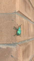 Briarius augustus germari